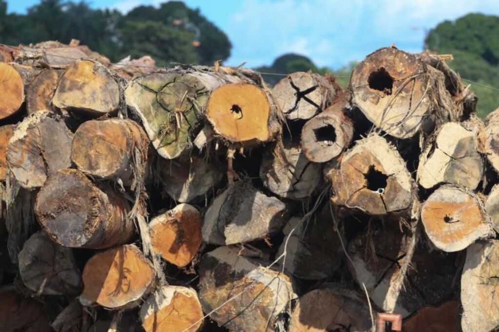 MPF pede cumprimento de decisão que obrigou fraudadores a pagar R$ 12,5 milhões e recompor área desmatada no PA